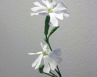 10x Seeds - African Dream root aka Silene Capensis. Easy to grow.