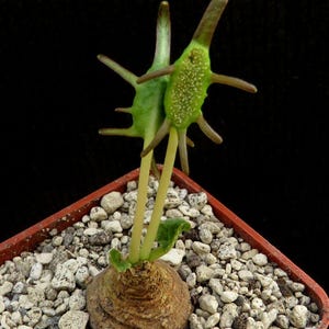 10x Dorstenia Barnimiana (Taru Kenya) Seeds, Rarely Offered Caudex Seeds, Unique Plant Seeds, Rare Plant Collector's Seed, Gardening Gift
