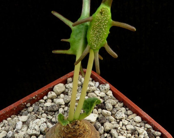 15 Seeds - Dorstenia Barnimiana Rare Caudex Succulent Plant - Exotic Caudiciform