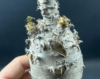 10x Jatropha Podagrica Seeds, Caudex Plant, Buddha Belly Plant, Unique Succulent, Indoor Greenery, Botanical Decor