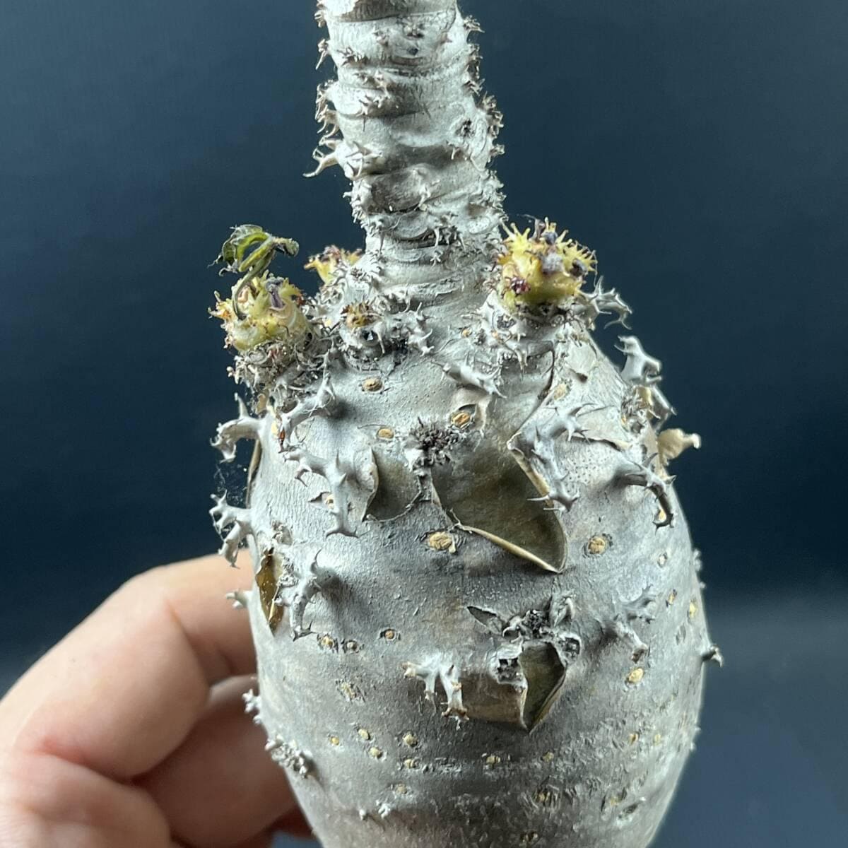 Caudex Plants - Etsy