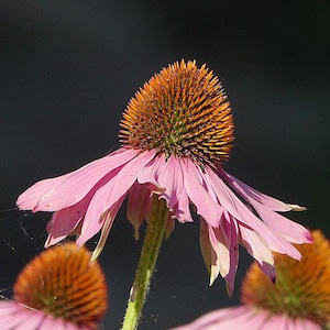 50x Echinacea Purpurea Seeds, Coneflower, Perennial Wildflower Seeds, Herbs, Medicinal, Garden Starter Pack, Attracts Pollinators