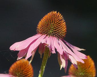 50x Echinacea Purpurea Seeds, Coneflower, Perennial Wildflower Seeds, Herbs, Medicinal, Garden Starter Pack, Attracts Pollinators