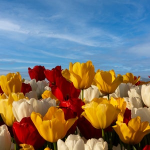 Tulipes, Rosengaarde, Paysage, Fleurs, Vallée de la Skagit, Festival des tulipes