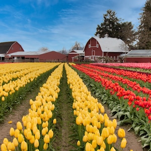 Tulipes, Rosengaarde, Paysage, Fleurs, Vallée de la Skagit, Festival des tulipes