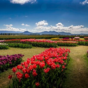 Tulipes, RoozenGaarde, Fleurs, Photographie de fleurs, Festival des tulipes, Vallée de la Skagit