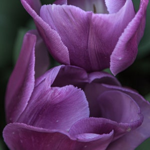 Tulipes, Roosengaarde, Fleurs, Photographie de fleurs, Festival des tulipes, Vallée de la Skagit