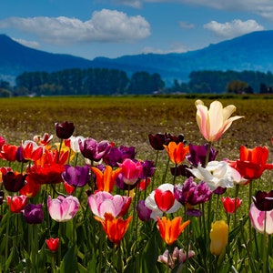 Tulipes, Rosengaarde, Paysage, Fleurs, Vallée de la Skagit, Festival des tulipes