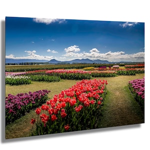 Tulipes, Roosengaarde, Fleurs, Photographie de fleurs, Festival des tulipes, Vallée de la Skagit