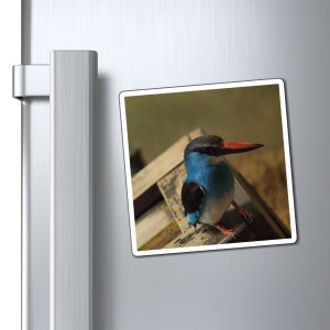 Perching Blue Kingfisher Photography Bird Nerd Magnets zdjęcie 1