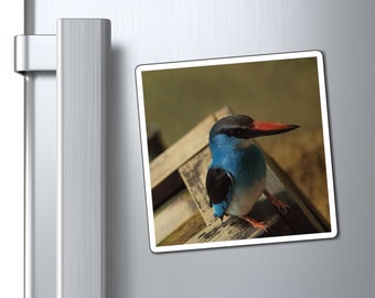 Perching Blue Kingfisher Photography - Bird Nerd Magnets