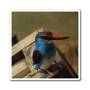 Perching Blue Kingfisher Photography Bird Nerd Magnets zdjęcie 6