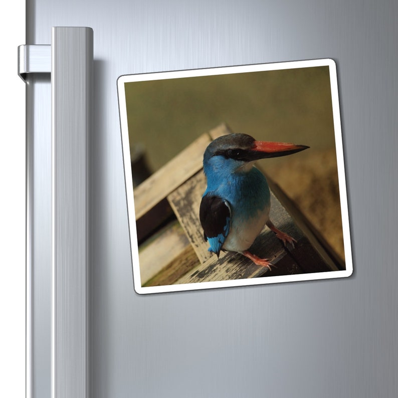 Perching Blue Kingfisher Photography Bird Nerd Magnets zdjęcie 3