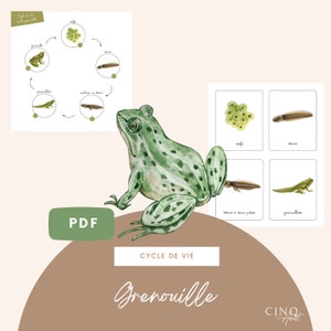 Bases - Cycle de vie de la Grenouille, Jeu éducatif, Cartes de nomenclature, Images classifiées, Maternelle