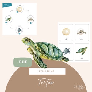 Bases - Cycle de vie de la Tortue, Jeu éducatif, Cartes de nomenclature, Images classifiées, Maternelle