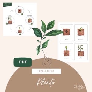 Bases - Cycle de vie de la Plante, Jeu éducatif, Cartes de nomenclature, Images classifiées, Maternelle