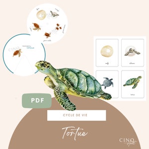 Roue - Cycle de vie de la Tortue, Jeu éducatif, Cartes de nomenclature, Images classifiées, Maternelle