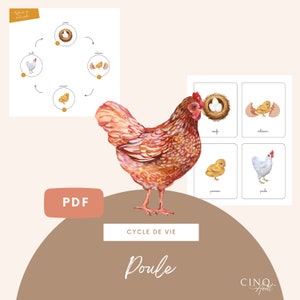 Bases du cycle de vie de la Poule, Jeu éducatif, Cartes de nomenclature, Images classifiées, Jeu d'apprentissage Poule, Maternelle
