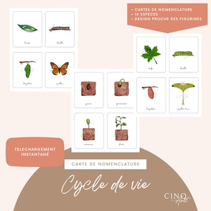 Cartes de nomenclature / images classifiées - Cycle de vie de 19 espèces - Jeu éducatif, Maternelle, Enseignement en famille