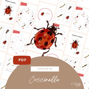 Kit complet - Cycle de vie de la Coccinelle, Jeu éducatif, Cartes de nomenclature, Images classifiées, Roue Montessori, Maternelle