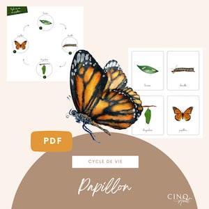 Bases du cycle de vie du Papillon, Jeu éducatif, Cartes de nomenclature, Images classifiées, Apprentissage Papillon, Maternelle
