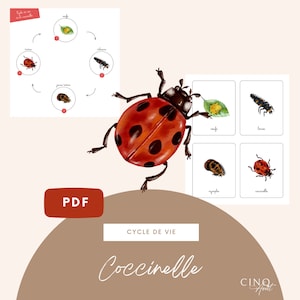 Bases - Cycle de vie de la Coccinelle, Jeu éducatif, Cartes de nomenclature, Images classifiées, Maternelle