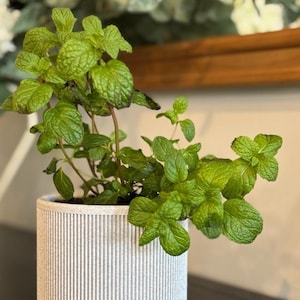May include: A potted plant with green leaves in a white ceramic planter with a ribbed texture. The planter has a white base.