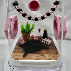 Decorated Jumping Spider Enclosure: Pink Eclipse Terrarium (5x5x7 inches)