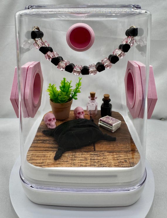 Decorated Jumping Spider Enclosure: Pink Eclipse Terrarium (5x5x7