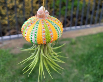 Sea Urchin Jellyfish Air Plant (Ionantha)