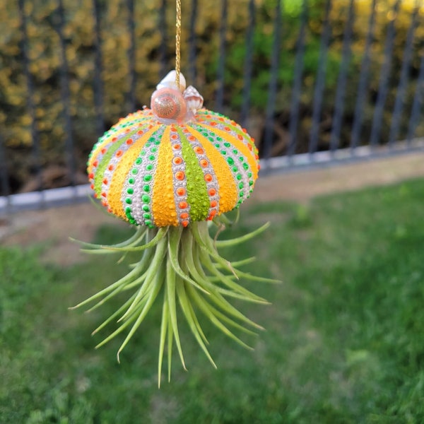 Sea Urchin Jellyfish Air Plant (Ionantha)