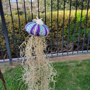 Sea Urchin Jellyfish Air Plant (Tillandsia)