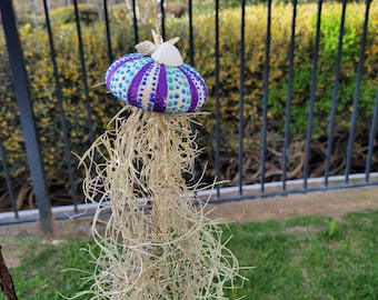 Sea Urchin Jellyfish Air Plant (Tillandsia)