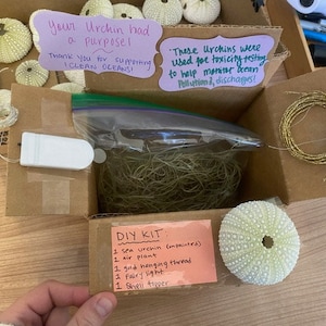 Sea Urchin Jellyfish Air Plant Kit