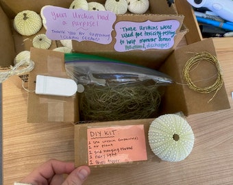 Sea Urchin Jellyfish Air Plant Kit