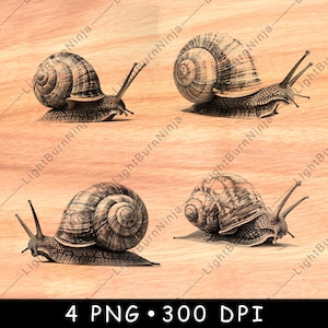 Lumaca strisciante, conchiglia a spirale, gasteropode, movimento lento, animale da giardino, file laser, brucia, scala di grigi, sottobicchiere in ardesia, bianco e nero, immagine PNG, incisione CNC, legno
