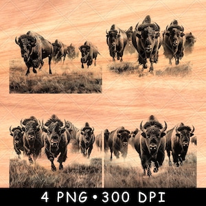 May include: A group of American bison running through a grassy field. The bison are brown and black with shaggy fur. The bison are running in a pack, with the lead bison in the center of the image.