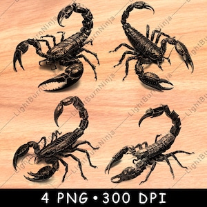 Conception PNG scorpion pour gravure laser réaliste insecte Clipart pour bois art animal du désert fichier en téléchargement numérique Decor Scorpion