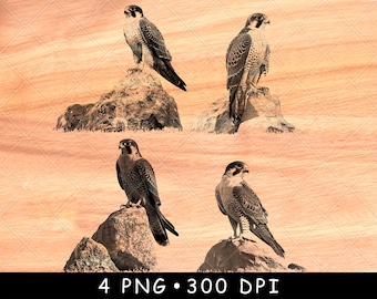 Falcon on Rock PNG | Majestic Bird of Prey Laser Engraving File | Wildlife Raptor Wall Art | Nature Falcon Wood Engraving Design