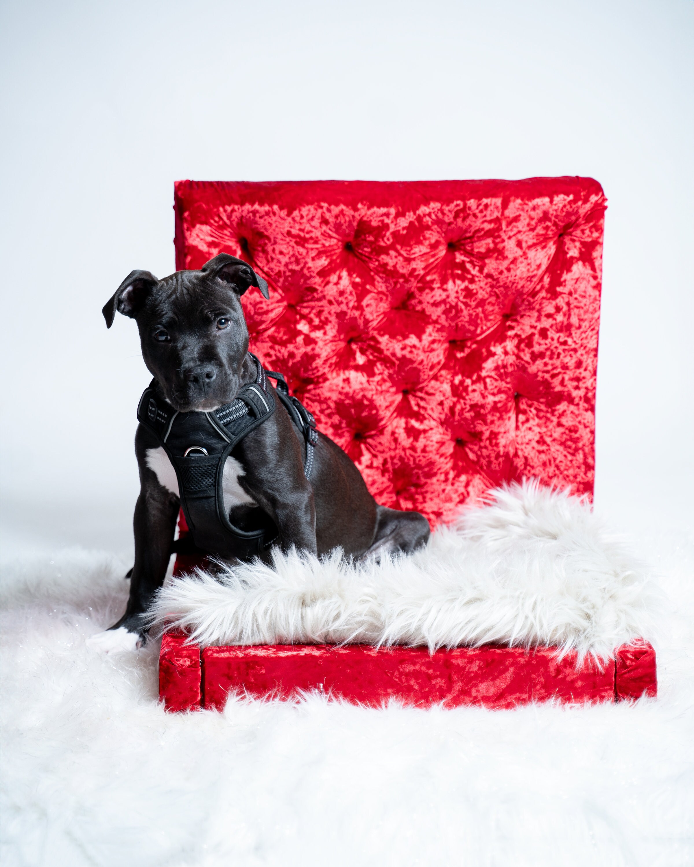 Luxx Tufted Dog Beds (SMALL) - Etsy