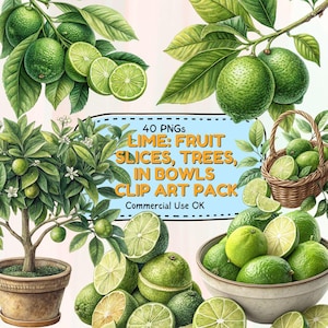 Limette Clipart PNG Set: Frische Zitrus Illustrationen zum Basteln (Digitaler Download)