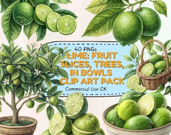 Bundel met clipartafbeeldingen van limoenen in PNG-formaat, 40 PNG-afbeeldingen van citrusvruchten, limoenschijfjes, hele limoenen, limoenboom, aquarel fruitclipart, transparante PNG