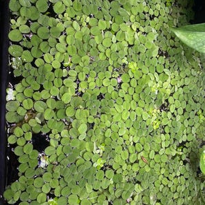 Water Spangles (salvinia minima) Floating Aquarium Plant