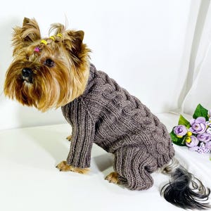 Puede incluir: Un perro pequeño con un suéter de punto trenzado marrón. El perro tiene pelo largo, marrón y canela, con gomas amarillas. El suéter cubre el cuerpo y las patas del perro. Un ramo de flores moradas está en el fondo.