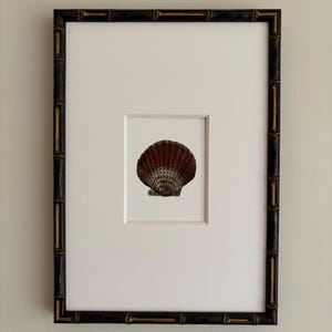 May include: Framed print of a scallop shell. The shell is a mix of brown and white, set against a white background. The frame is black with a bamboo-like texture, adding a natural aesthetic to the artwork.