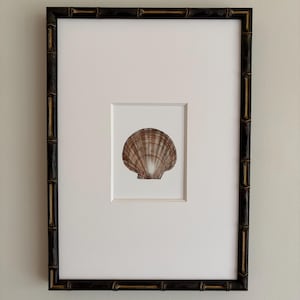 May include: A framed print featuring a detailed illustration of a scallop shell. The shell is depicted in shades of brown and tan, set against a white background. The frame is black with gold accents, adding a touch of elegance to the artwork.