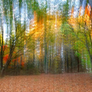Stampa "Fall Forest Shift" / Carta opaca d'archivio / Tela / Belle arti / Fotografia artistica / Stampe murali / Design d'interni