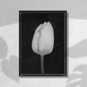 Photographie imprimable de fleurs d'une tulipe en niveaux de gris avec des gouttes d'eau, fond sombre, grand art mural botanique, téléchargement numérique instantané