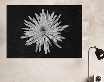 Fotografia in scala di grigi di un crisantemo in primo piano / Poster botanico da parete per l'arredamento di casa (semilucido)