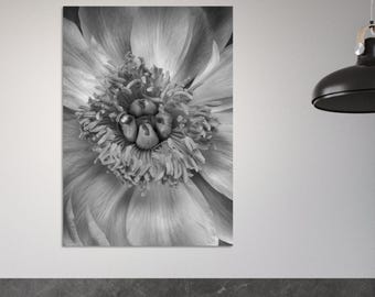 Grayscale Peony Flower Close-Up Flower Photography Print | Botanical Wall Art Poster Home Decor (Semi-Glossy)